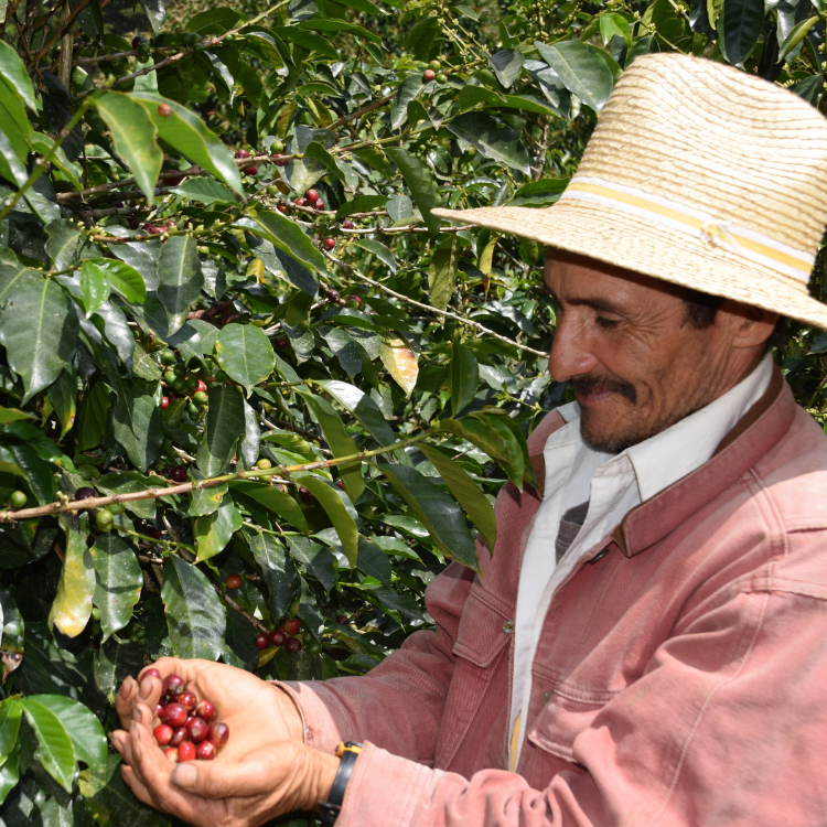 Honduras Comsa 3 Specialty Coffee Honduras Farmer