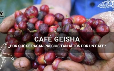 Blog 7 Specialty Coffee Geisha. ¿Qué es el café Geisha?