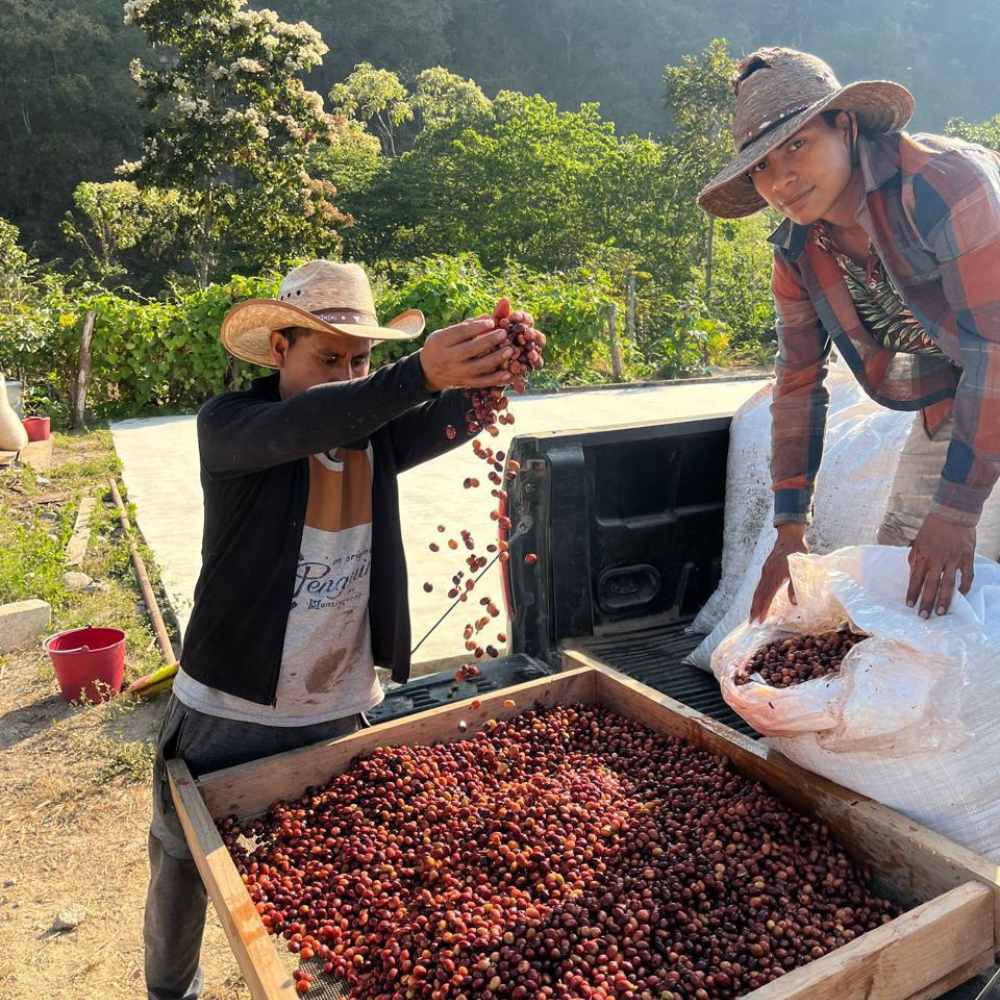 México Neri Ortiz 4 Café de especialidad Mexico Finca