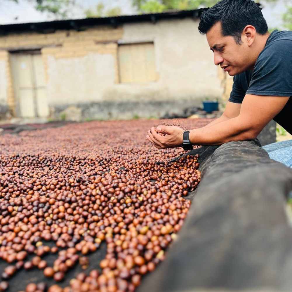 México Neri Ortiz 2 Café de especialidad Mexico Neri y cerezas proceso secado