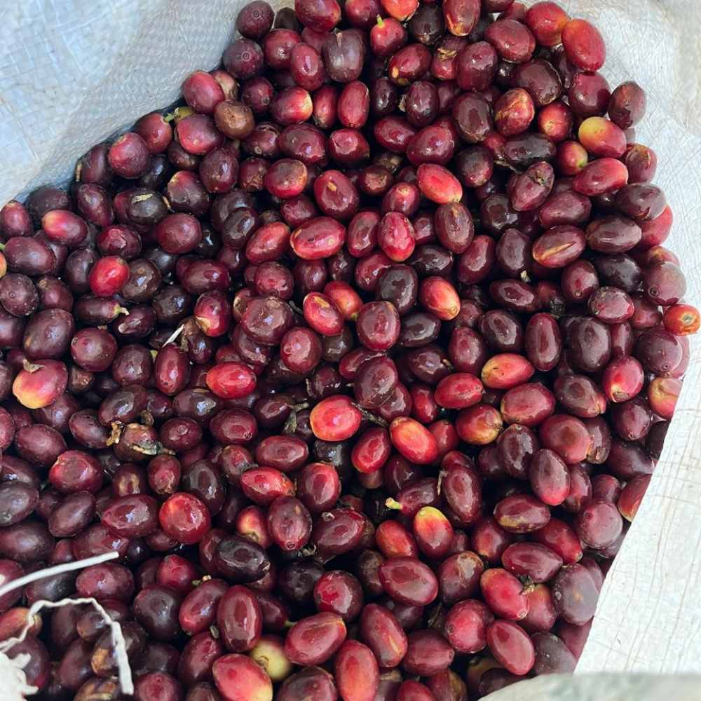 México Neri Ortiz 3 Café de especialidad Mexico cerezas