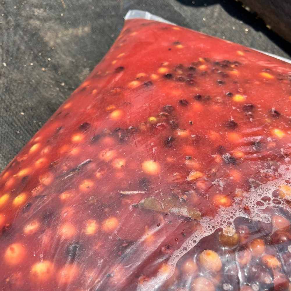 México Neri Ortiz 6 Café de especialidad Mexico proceso anaeróbico