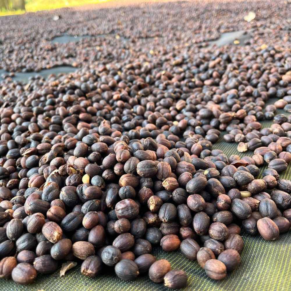 México Neri Ortiz 7 Café de especialidad Mexico proceso natural