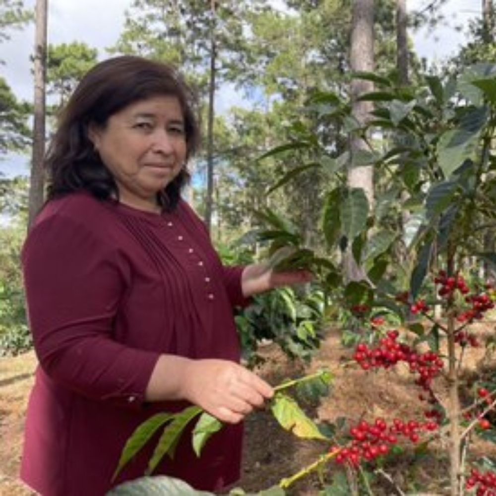Honduras Comsa 6 Specialty Coffee Honduras Comsa - agricultora