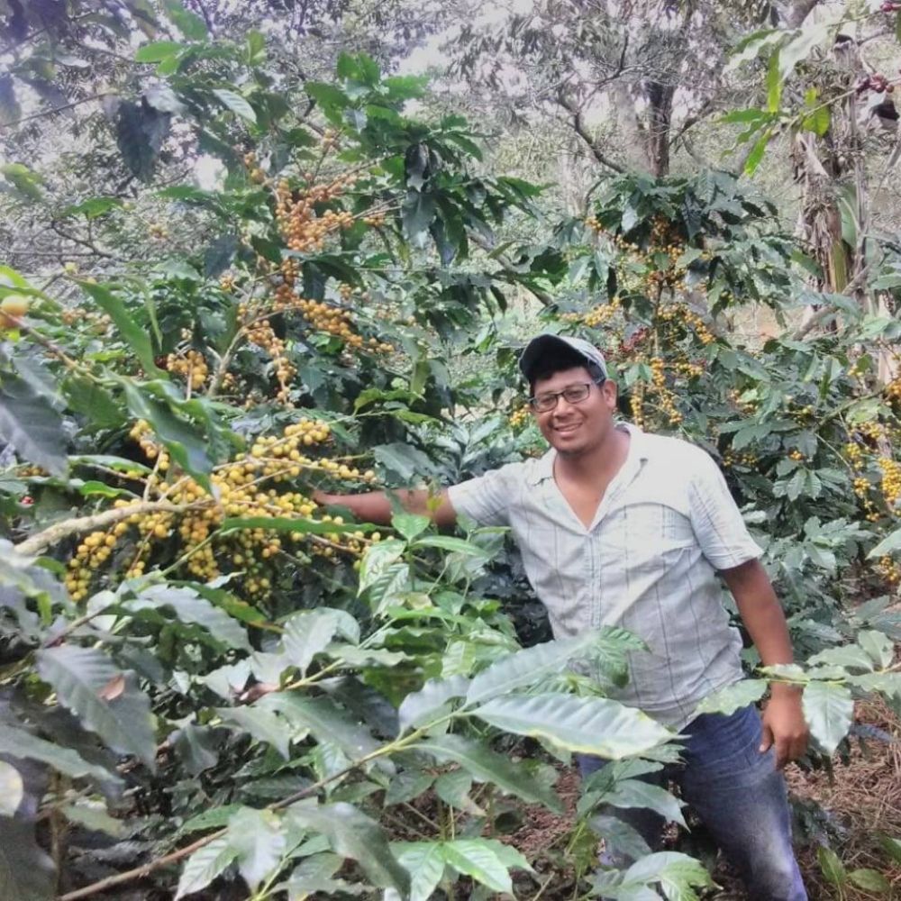 Honduras Comsa 7 Specialty Coffee Honduras Comsa - coffee farmer