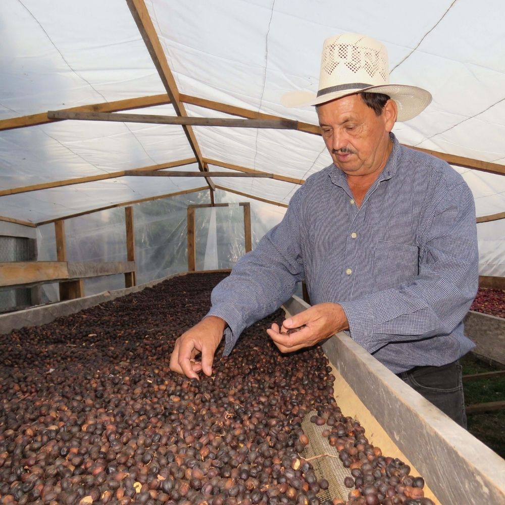Honduras Comsa 8 Specialty Coffee Honduras Comsa - agricultor